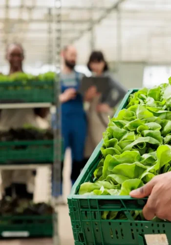SERVICIOS- agroindustria